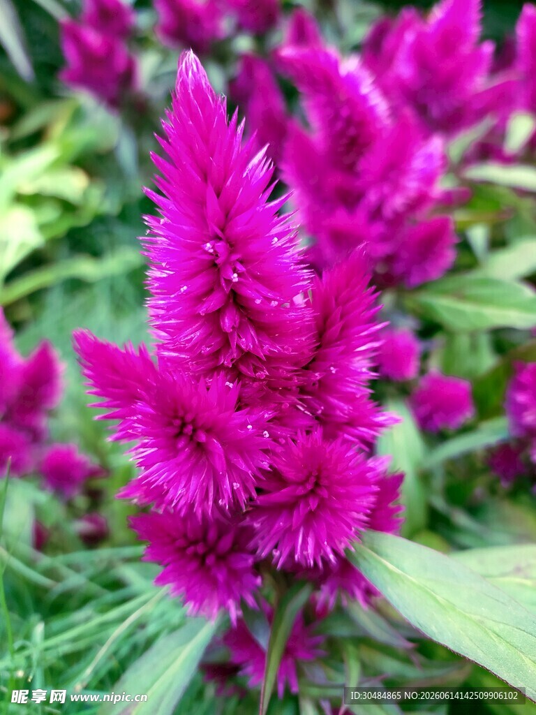 艳丽鸡冠花绽放