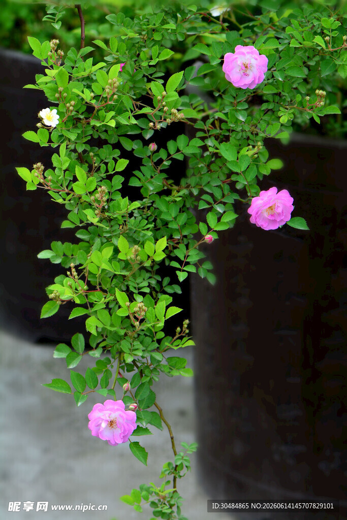 垂挂绿植上的娇艳小花