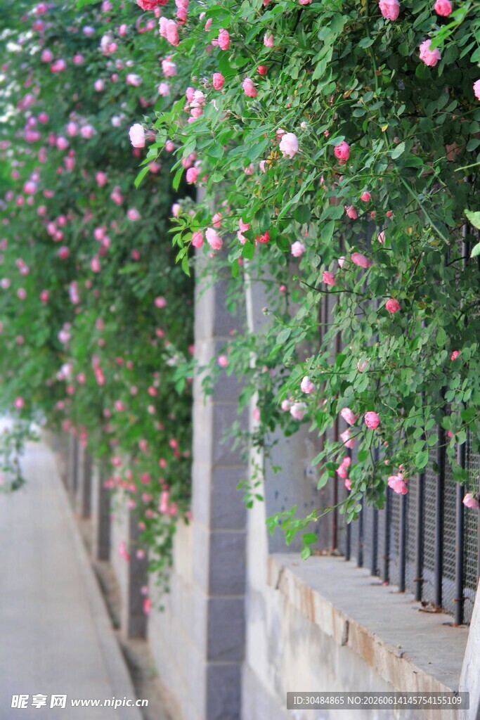 花藤缠绕的林荫小道