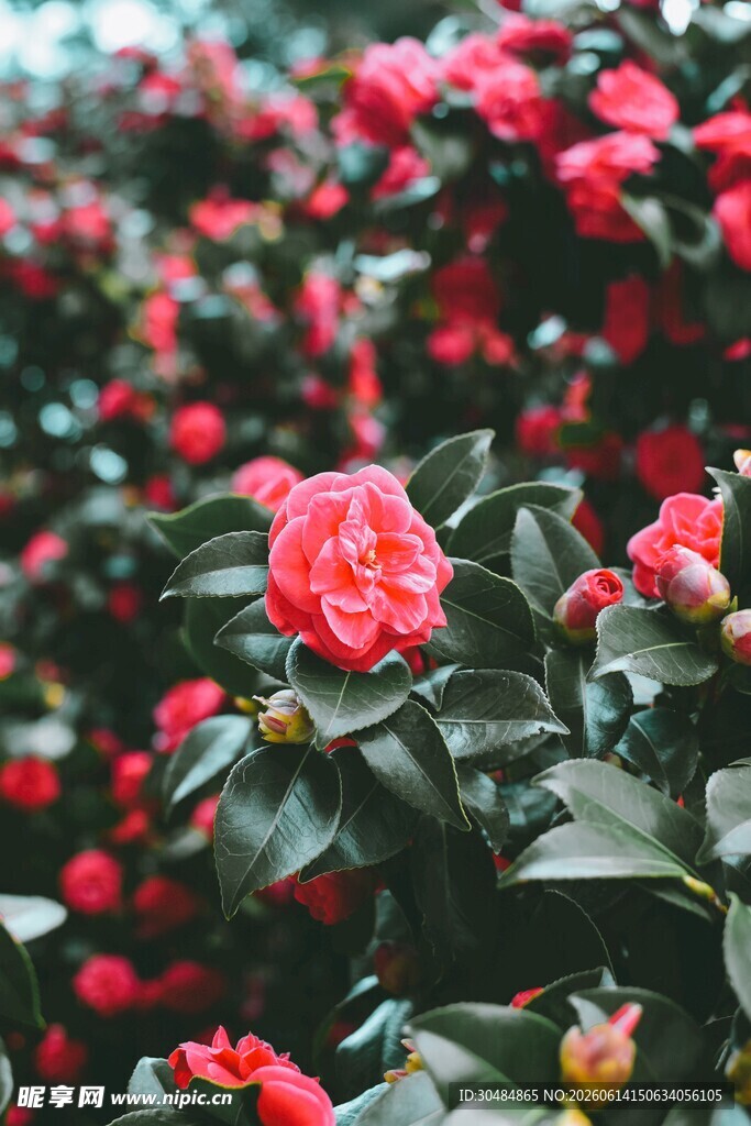 娇艳山茶花绽放生机