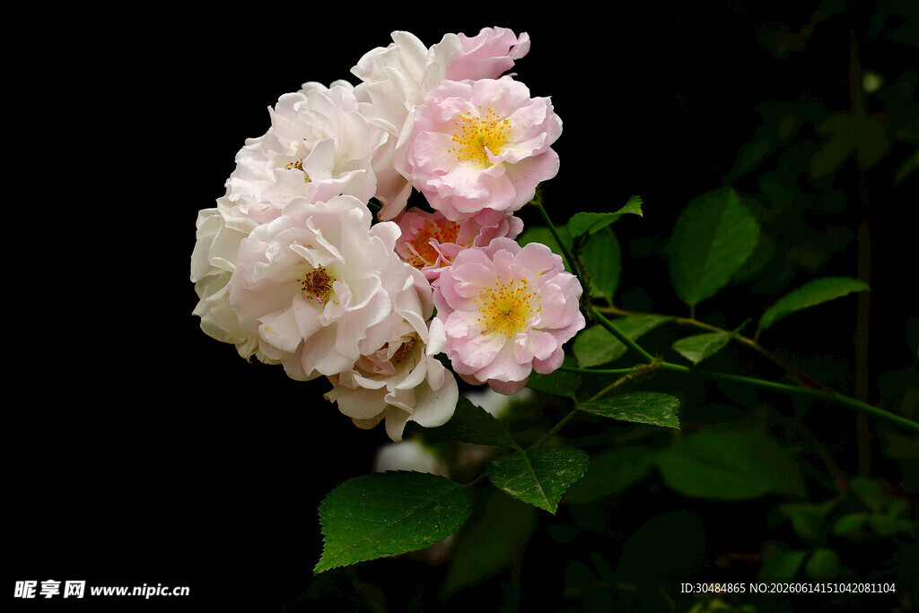 粉白月季花绽放