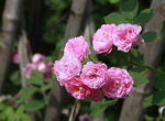 娇艳粉色蔷薇花绽放