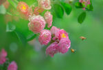 粉色蔷薇花丛