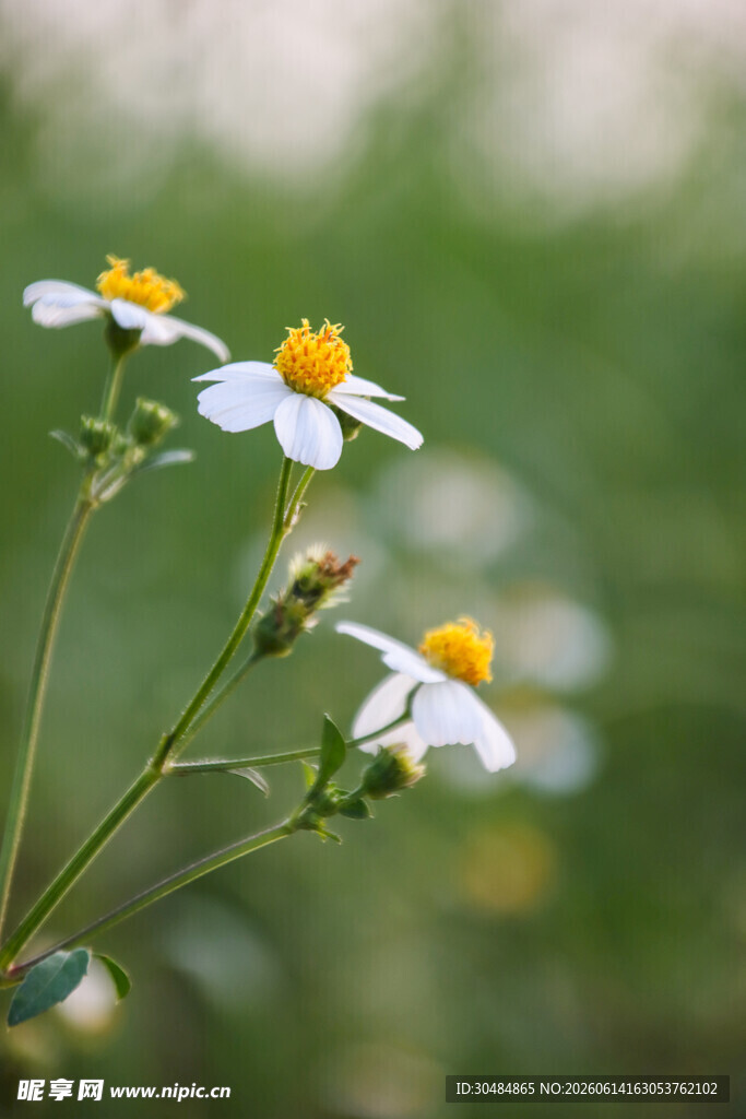 清新小白花绽放瞬间