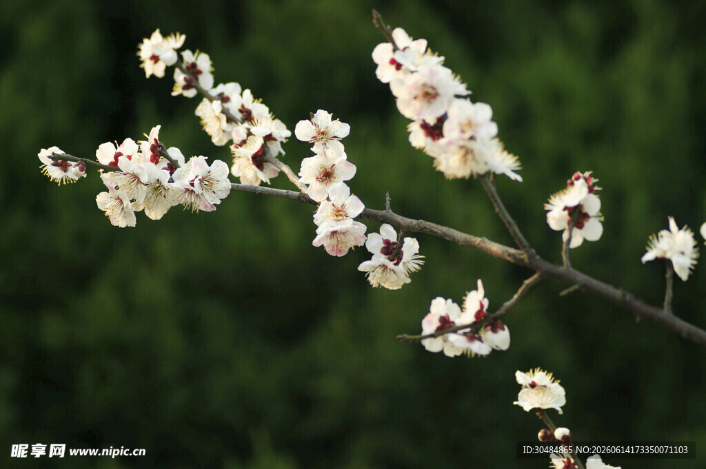 枝头绽放的素雅白色花朵