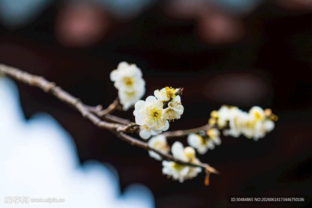 梅花