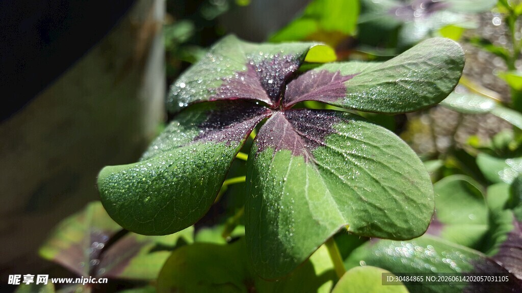 紫边绿叶植物特写