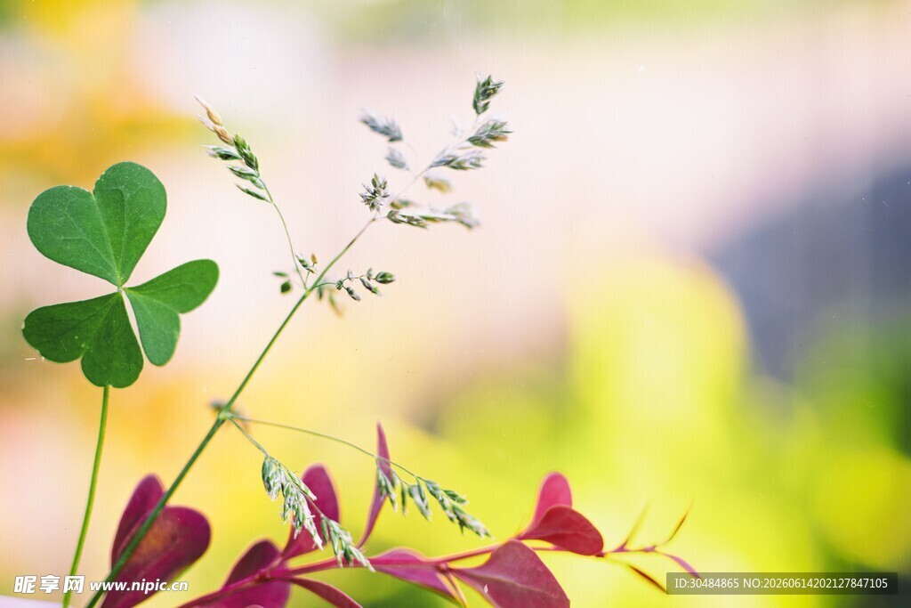 多彩花草特写