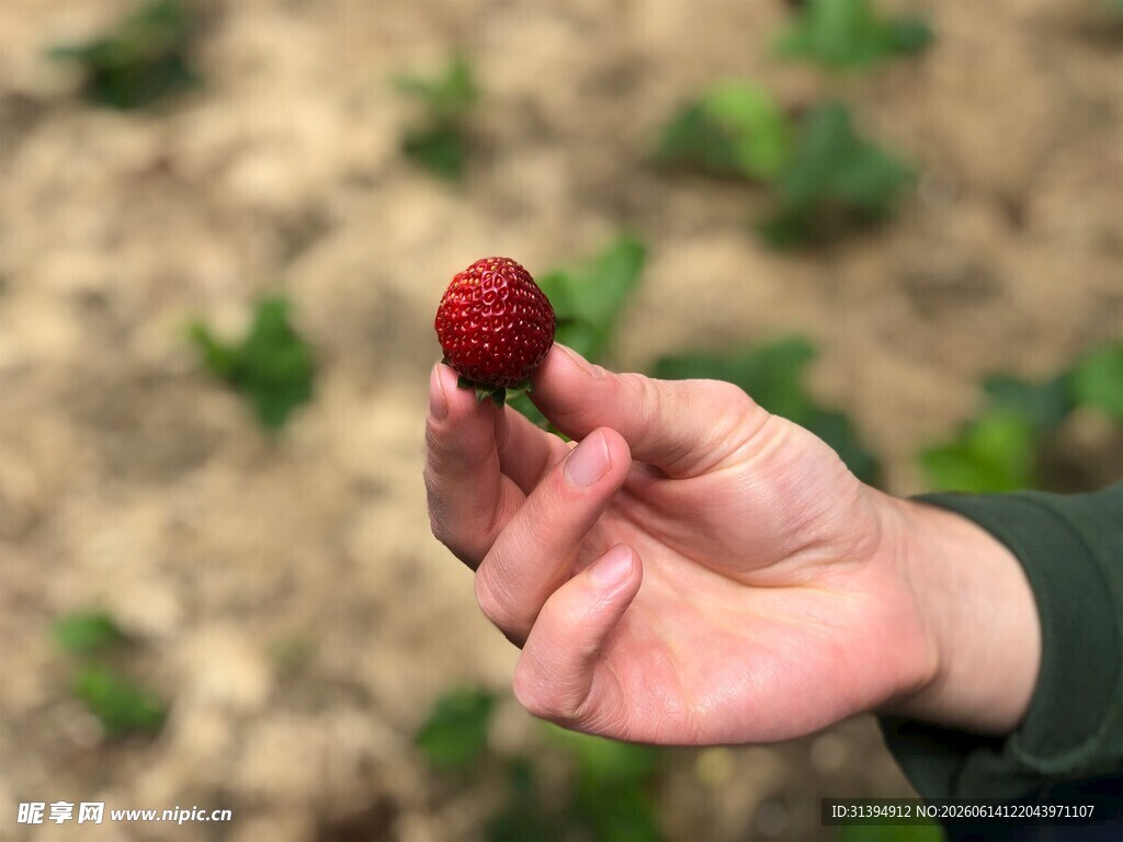 手捧鲜红草莓特写