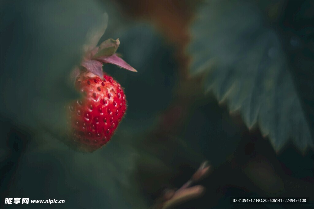 鲜红草莓藏于绿叶间