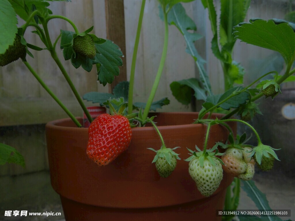 盆栽草莓