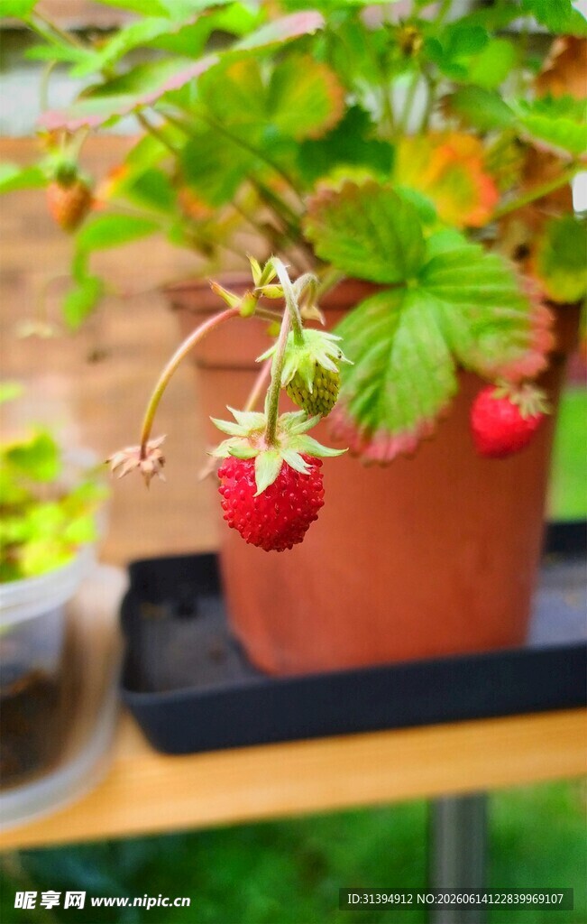 盆栽草莓