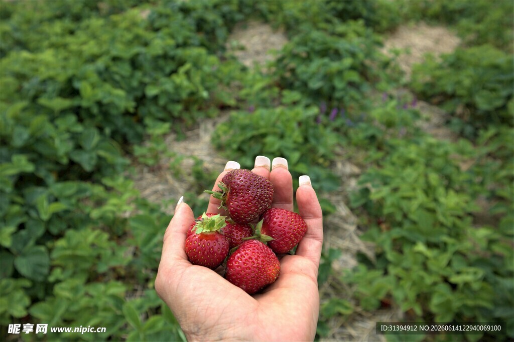 手中鲜草莓