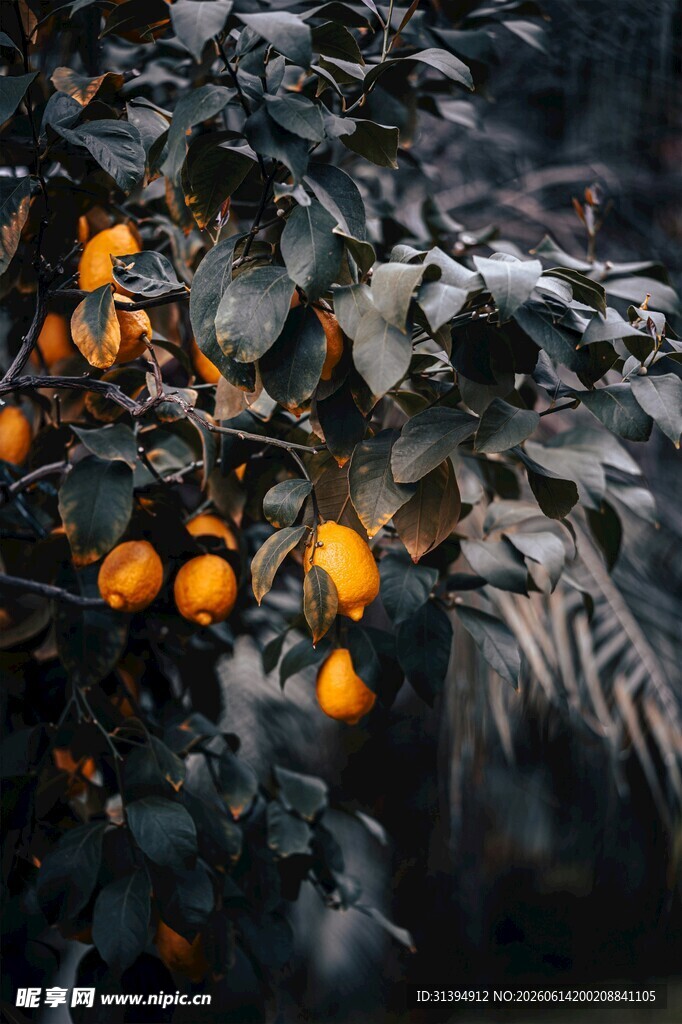 枝头橙果挂