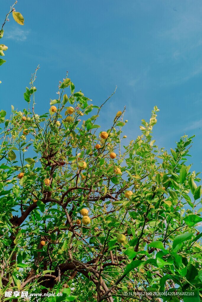 蓝天映衬下的繁茂果树
