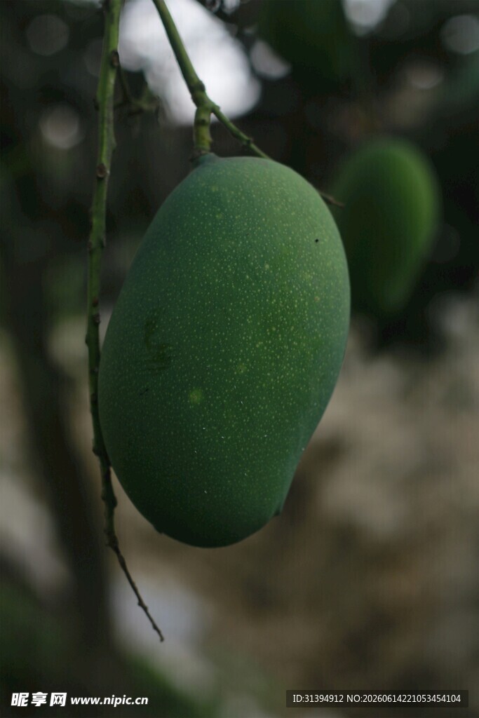 枝头青芒
