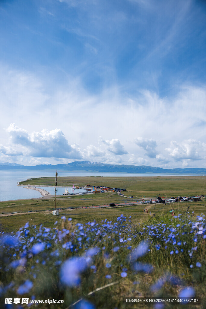 草原蓝花美景