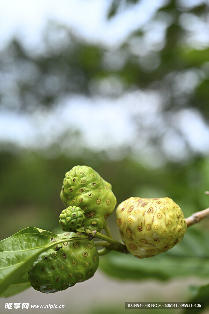 长有疙瘩的绿色植物果实