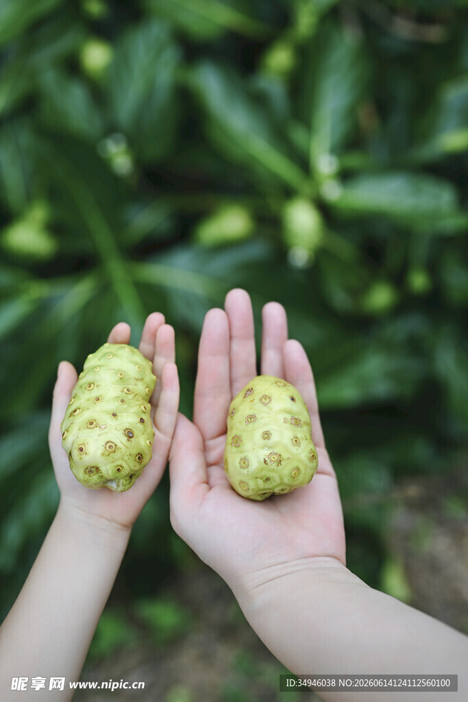 手中的释迦果