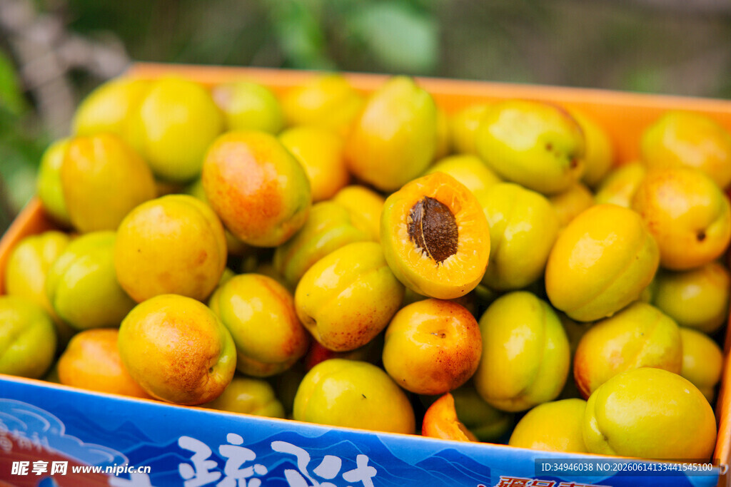 新鲜诱人的黄杏装满箱