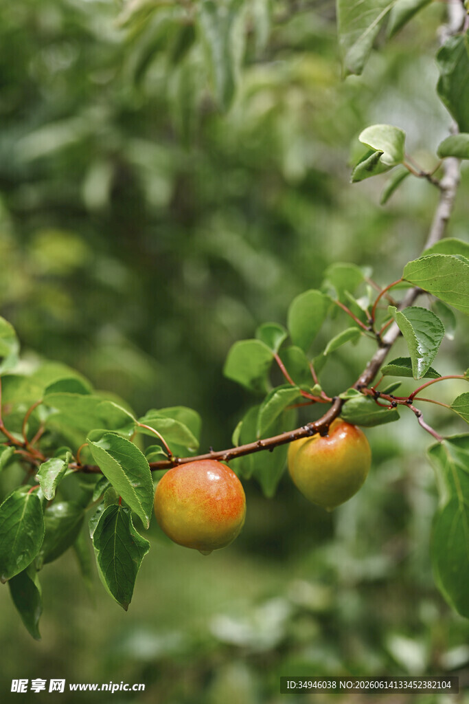 枝头鲜桃挂