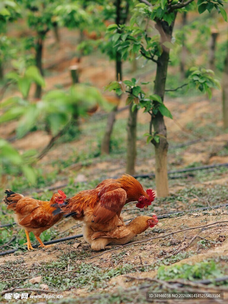 林间觅食的两只艳丽公鸡