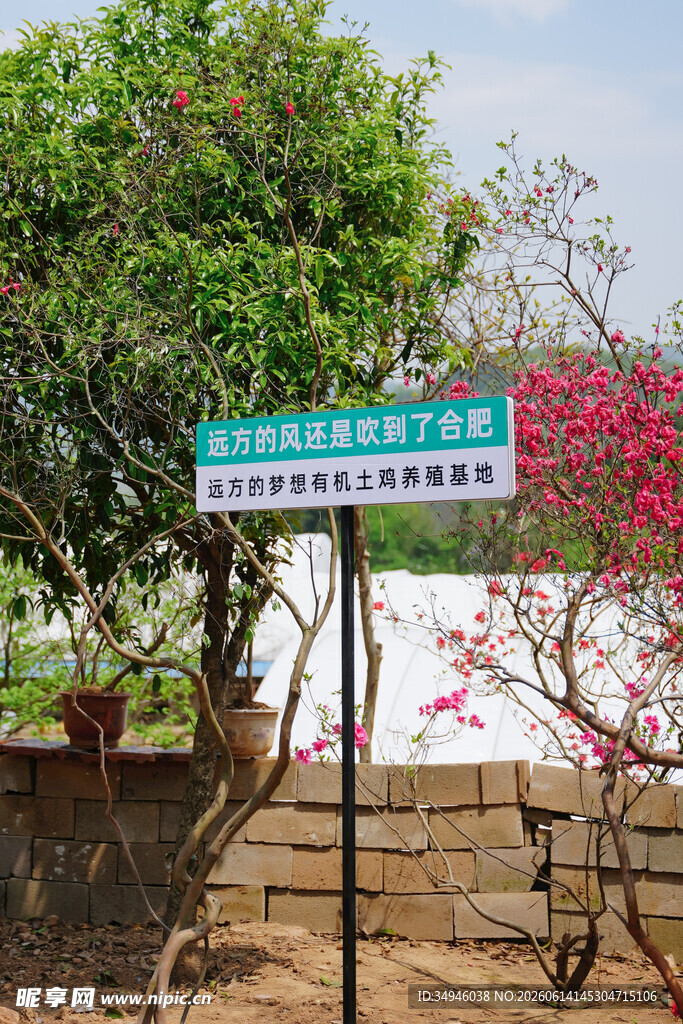 绿树繁花间的路牌标识