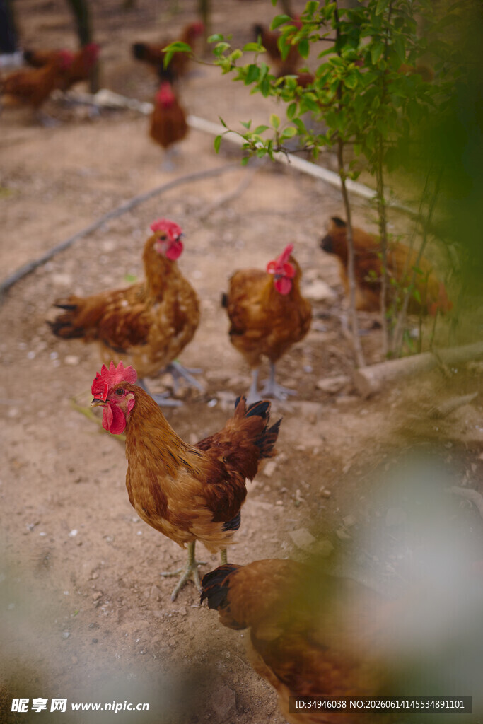 庭院中漫步的几只母鸡