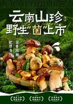 云南野生菌