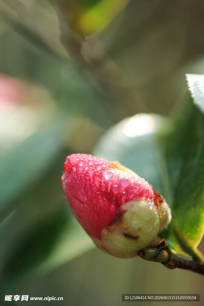娇艳欲滴的山茶花花苞