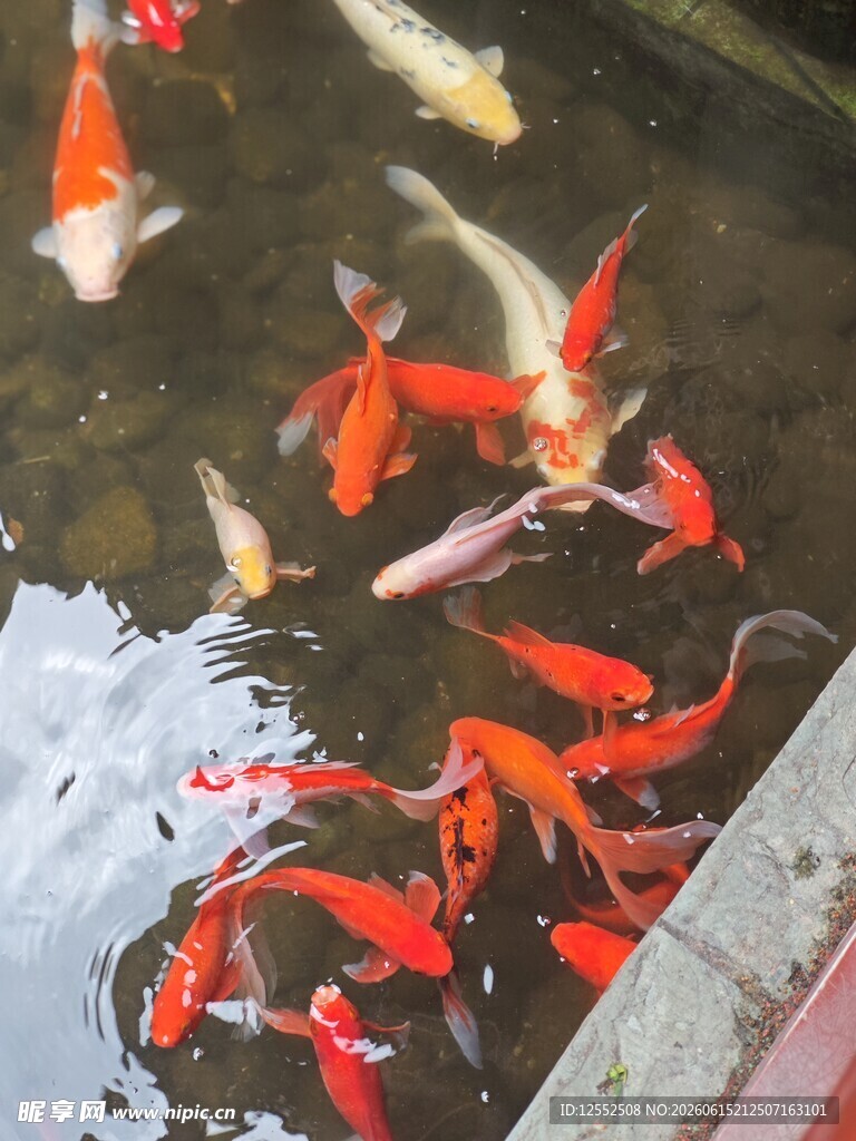 池塘中游动的多彩锦鲤