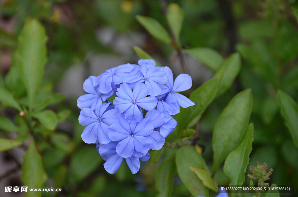 蓝花绽放于绿叶间蓝雪花 
