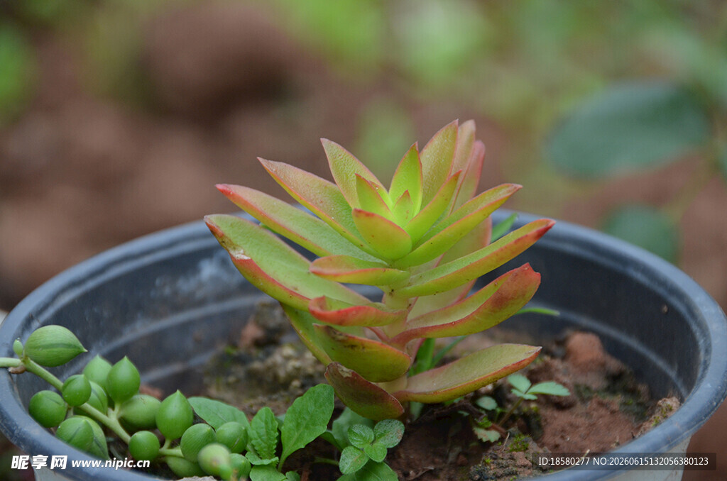 小巧多肉植物盆中生长