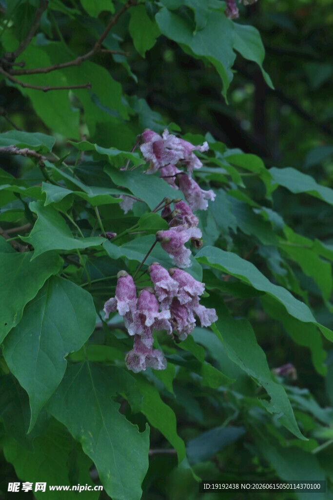 楸树花  