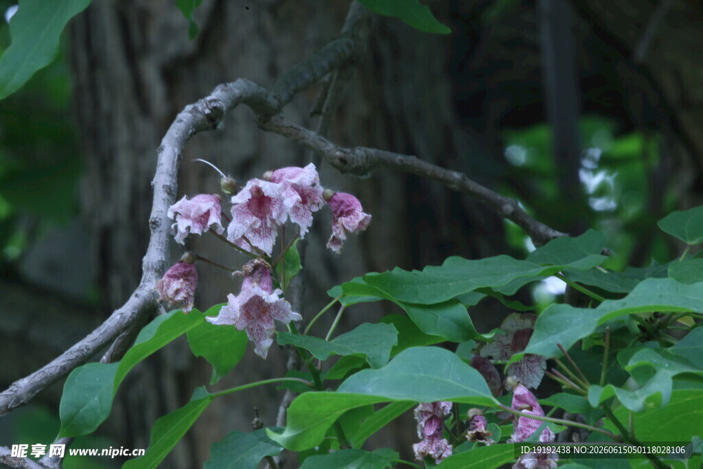 楸树花  