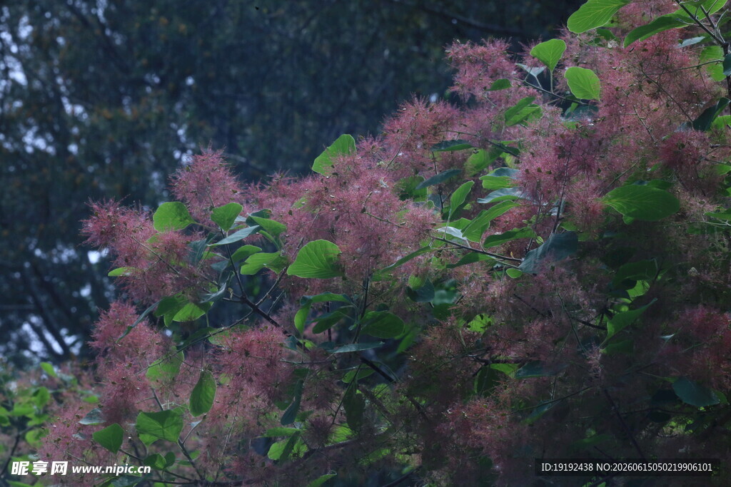 黄栌树花  