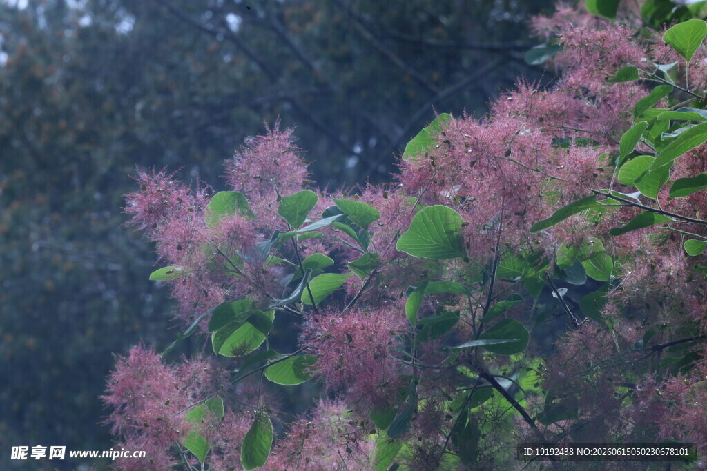 黄栌树花  
