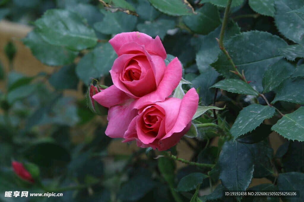 月季花  