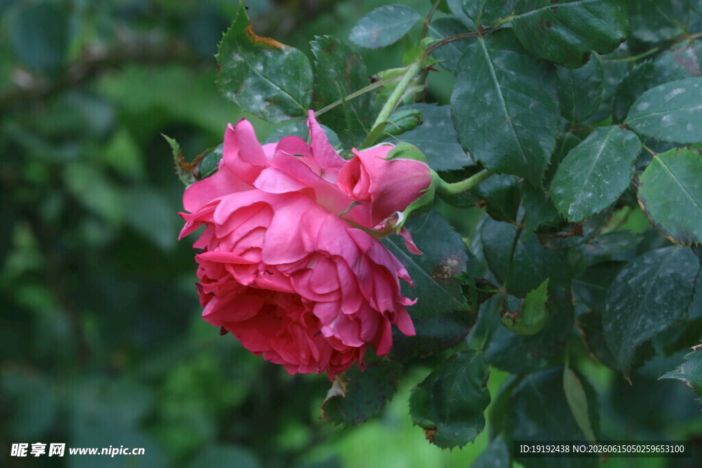 月季花  