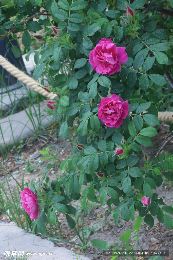 玫瑰花  