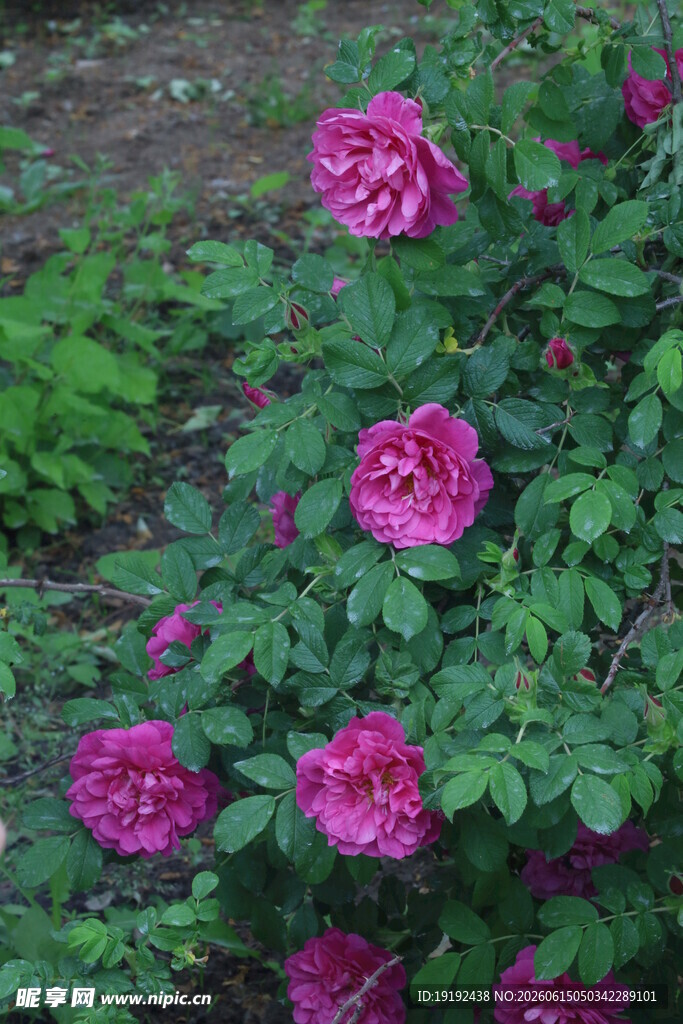 玫瑰花 