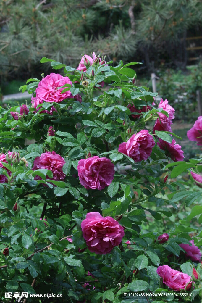 玫瑰花 