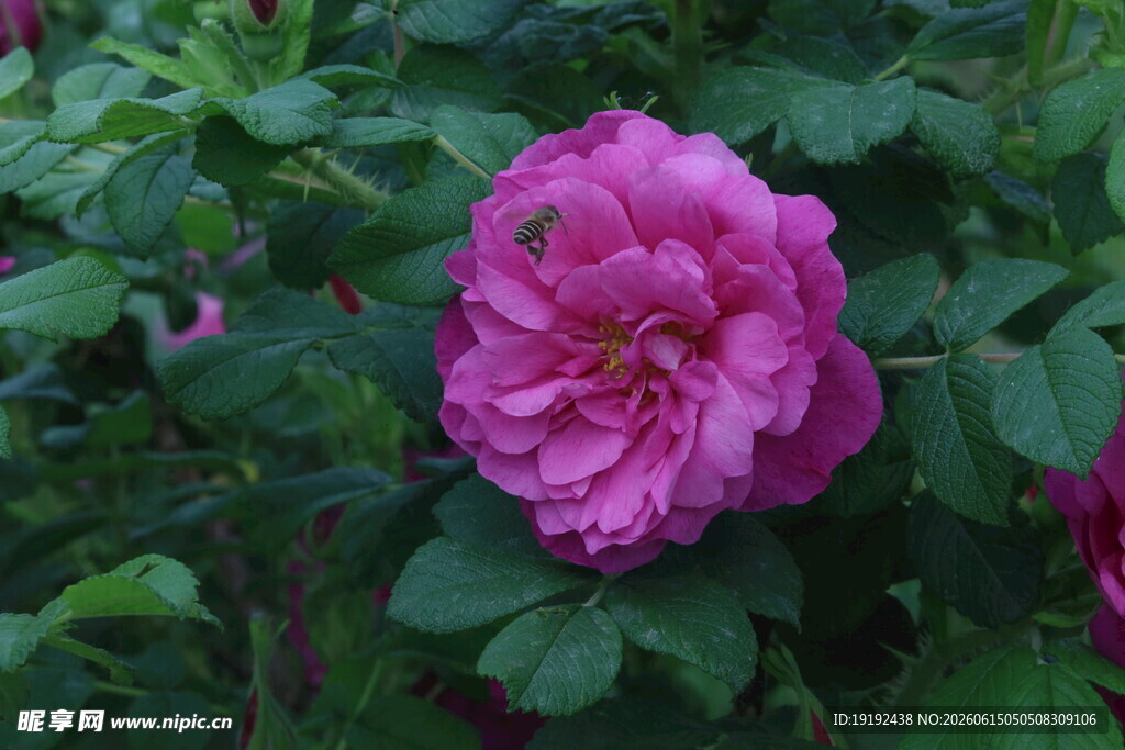 玫瑰花  