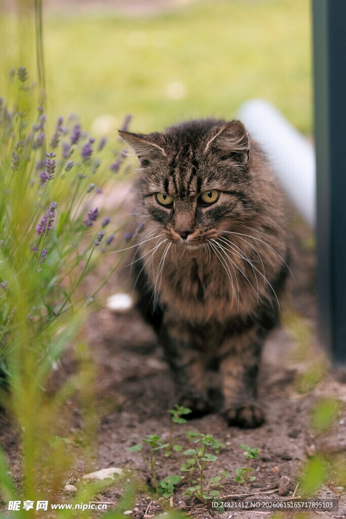庭院中长毛猫的惬意瞬间
