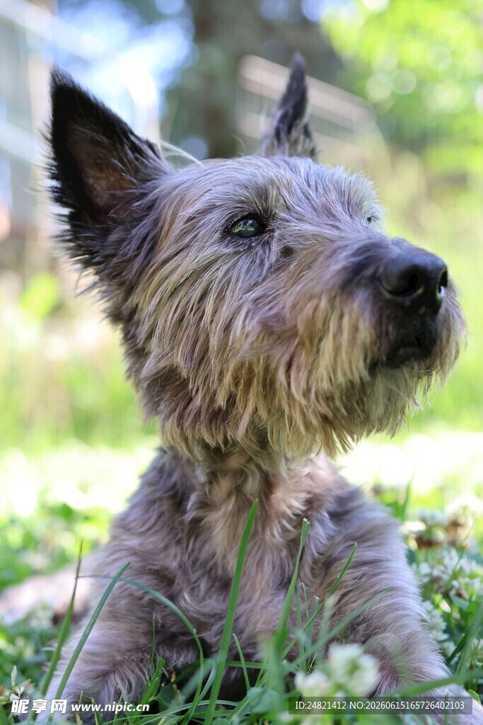 苏格兰梗犬草地惬意躺卧