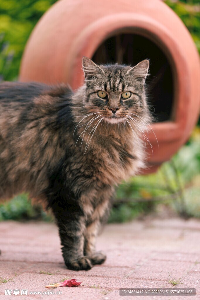 户外的长毛猫咪