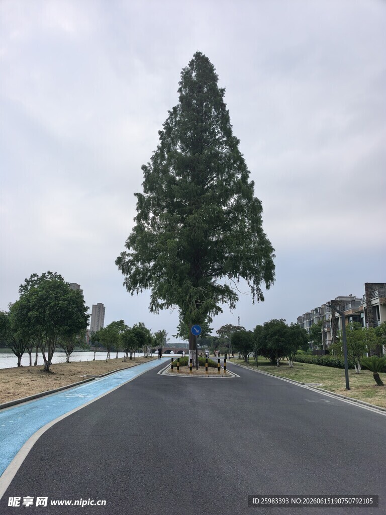 大树