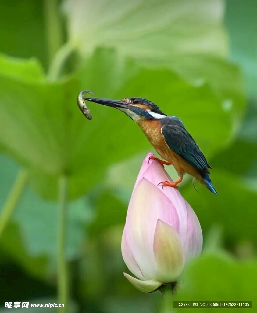 翠鸟