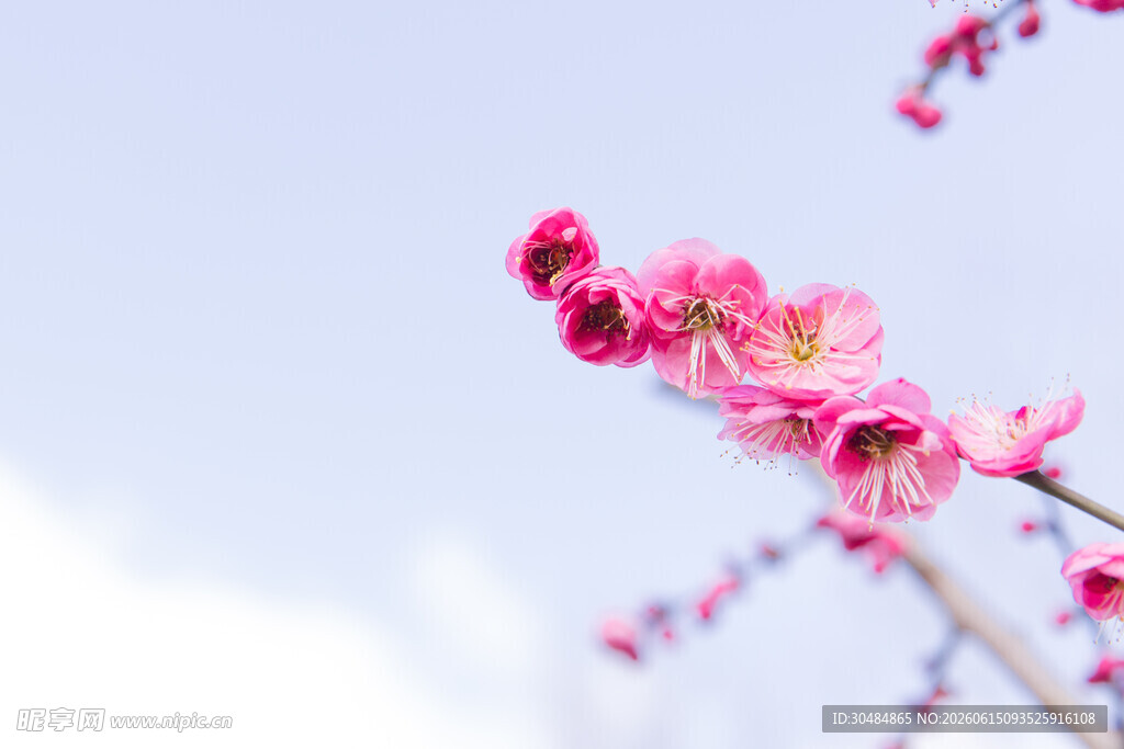 枝头绽放的粉嫩桃花