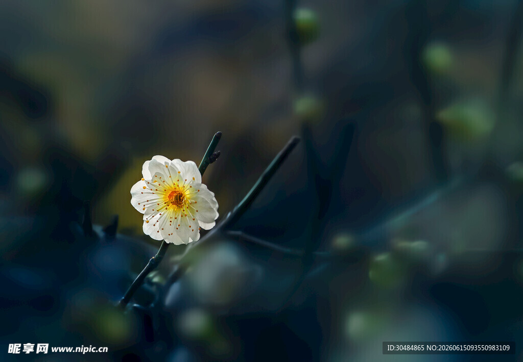 白色小花特写